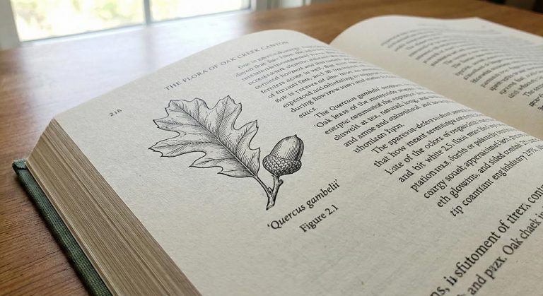 For Authors: Your Vision, Our Meticulous Publishing Support